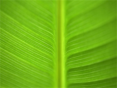 盛晚栀薄司景（盛晚栀薄司景）全文免费阅读大结局_盛晚栀薄司景小说最新章节列表