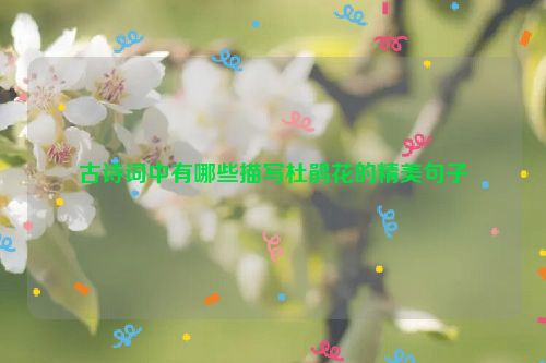 古诗词中有哪些描写杜鹃花的精美句子