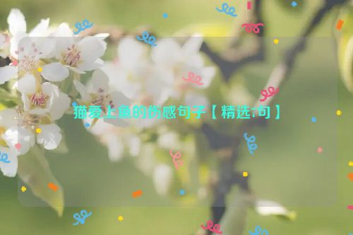 猫爱上鱼的伤感句子【精选7句】